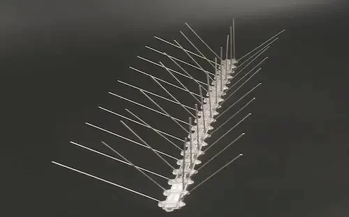 Birds spikes installation service